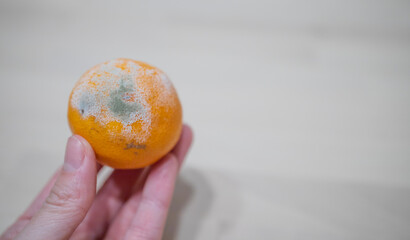 tangerine with mold in the girl's hand, on a light background. spoiled fruit. Leftover food after the holidays. Moldy tangerine. Food poisoning, toxic fruits