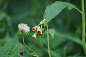 crassocephalum crepidioides, (also called fireweed, ebolo, thickhead, redflower ragleaf, sintrong, sentrong). Its fleshy, mucilaginous leaves and stems are eaten as a vegetable.