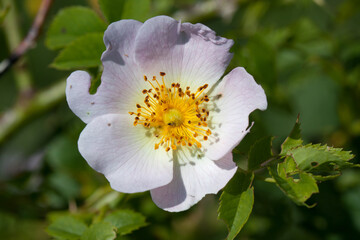 Top view of a Burnet rose, pink white flower with yellow stamens
