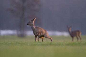 Roe deer in a meadow, peeing, in the background a second one watching it 
