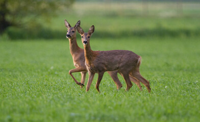 Two female Roe deer in a meadow