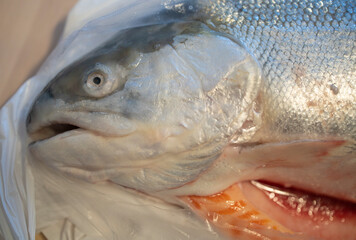 fresh river salmon lies in a plastic bag on a wooden cutting board, in an apartment. Cooking, cutting fish, omega-3. Fish for cutting