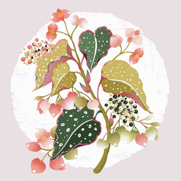 Begonia clip art preview