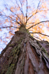 Obraz premium tree in the forest