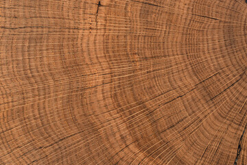 Naklejka premium handmade table made of natural elm wood, isolated on a white background