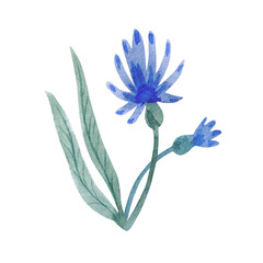 Watercolor illustration of blue flower isolated on white background.