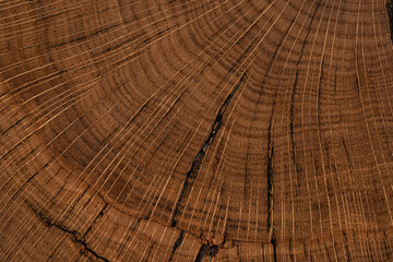 Fototapeta premium handmade table made of natural elm wood, isolated on a white background