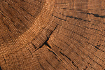 Fototapeta premium handmade table made of natural elm wood, isolated on a white background