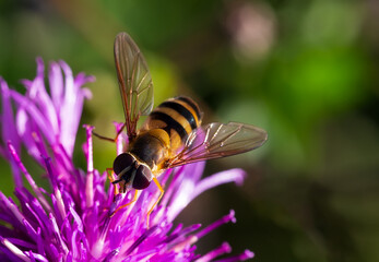 One honey bee collecting pollen on yellow flower. Close up macro