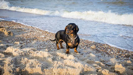 young black dachshund with bright red tan nose in the sand on a sandy beach near the blue sea on the seashore