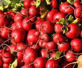 Delicious European radishes (Raphanus sativus)