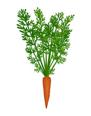 Carrot Flat Illustration