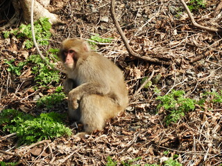 Fototapeta premium 白神山地のニホンザル