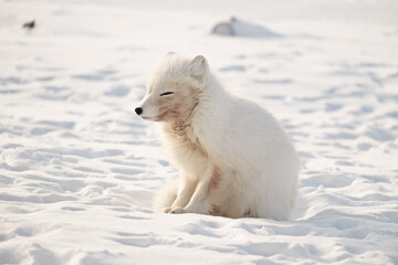 white fox in the snow.