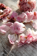 Dry defocused peony flower petals on wooden background.