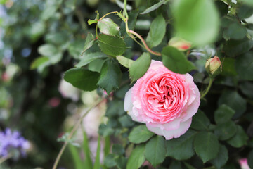 Pink roses blooming in the rose garden