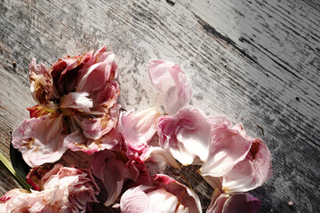 Bunch of dry peony flower petals on wooden background, abstract floral composition top view.