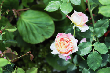 Roses blooming in the rose garden