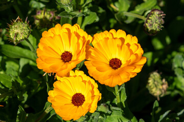 Yellow flowers of a calendula plant in the sunshine