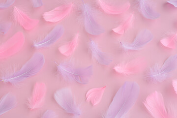 Obraz premium pink purple feather and fluff on pink background, abstract festive, love romantic, easter background