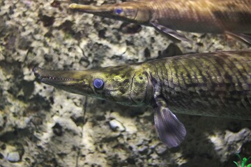 fish in aquarium