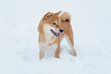 The Shiba Inu Japanese dog plays in the snow in winter.