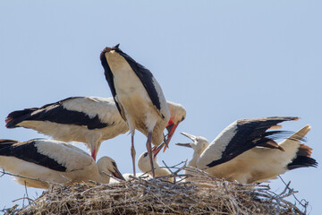 young storks