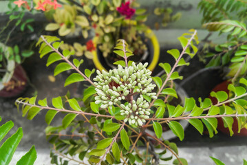 a bunch of flowers blooming in branch of green leaves plant growing in the garden, nature photography, gardening background 