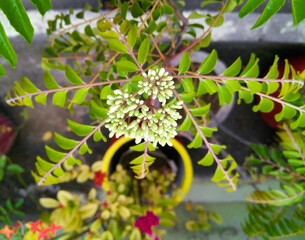 a bunch of flowers blooming in branch of green leaves plant growing in the garden, nature photography, gardening background 