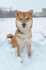 The Shiba Inu Japanese dog plays in the snow in winter.