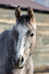 portrait of a horse