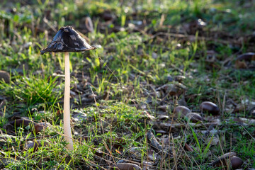 Coprinopsis picacea is a species of fungus in the family Psathyrellaceae.