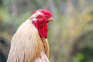 Portrait of a rooster with light feathers close up in profile on a blurred background