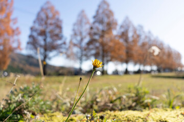 flowers in the field