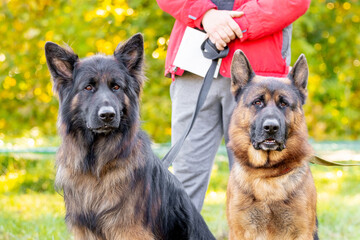 Two large shepherd dogs near their owner on a leash