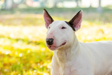 Bull terrier dog portrait close up in profile outdoors