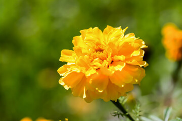 Yellow marigold Tagetes on a green background