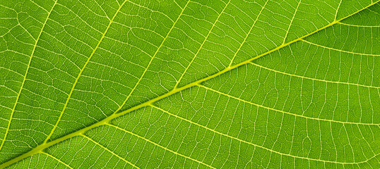 Green leaf pattern - Leaf veins closeup