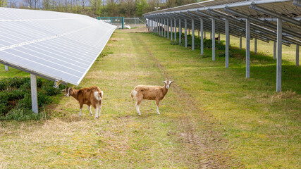 Ziegen in einer Solapark Anlage