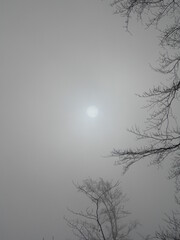 Nebel im Harz