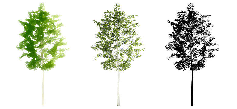 Set or collection of American Beech trees, painted, natural and as a black silhouette on white background. Concept or conceptual 3d illustration for nature, ecology and conservation, strength