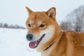 The Shiba Inu Japanese dog plays in the snow in winter.
