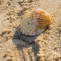beach shell on sand background with yellow tones