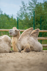 The camel lies on the sand and chews