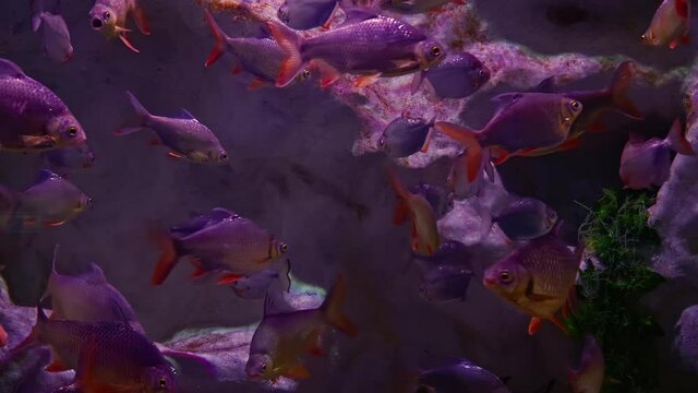 Barbus fish in a beautiful aquarium.