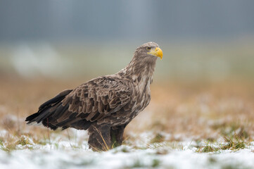 White tailed eagle or sea eagle ( Haliaeetus albicilla )