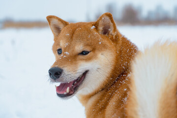 The Shiba Inu Japanese dog plays in the snow in winter.