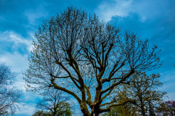 Fototapeta na wymiar Blue Sky And Tree At Amsterdam The Netherlands 18-4-2020