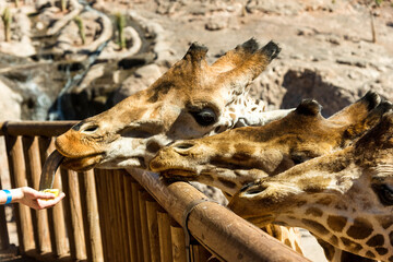 contact zoo. Feeding giraffes in an aviary 