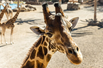 Giraffes at the zoo in Fuerteventura. Oasis Wildlife